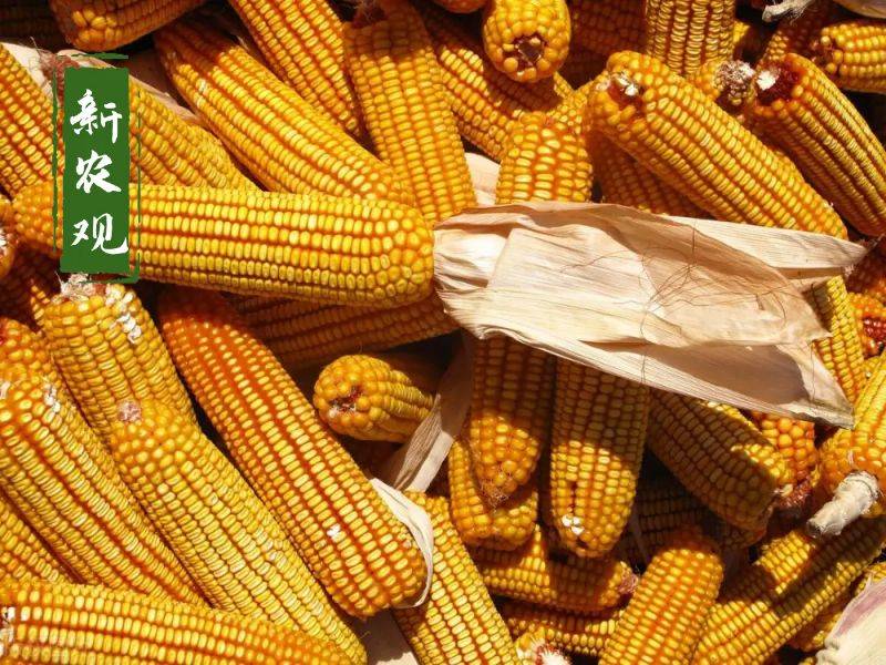 市场上量增多且收购价格续涨动力不足 玉米略有回落