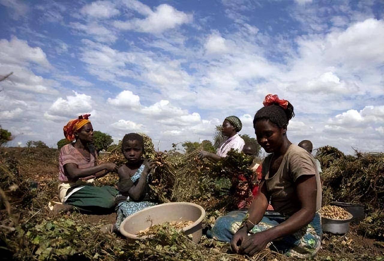 转载-中国水稻种植技术助力冈比亚农业发展