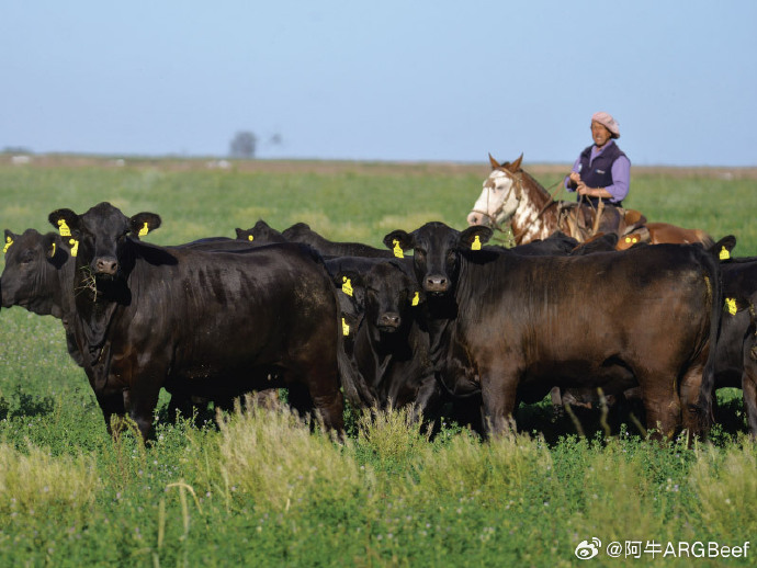 2024年阿根廷牛群存栏量大幅下降