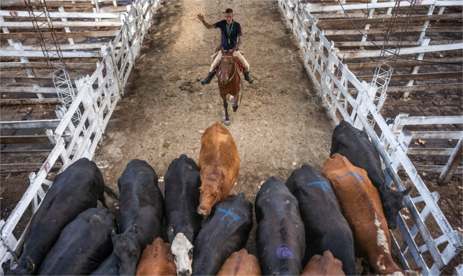2024年阿根廷牛群存栏量大幅下降