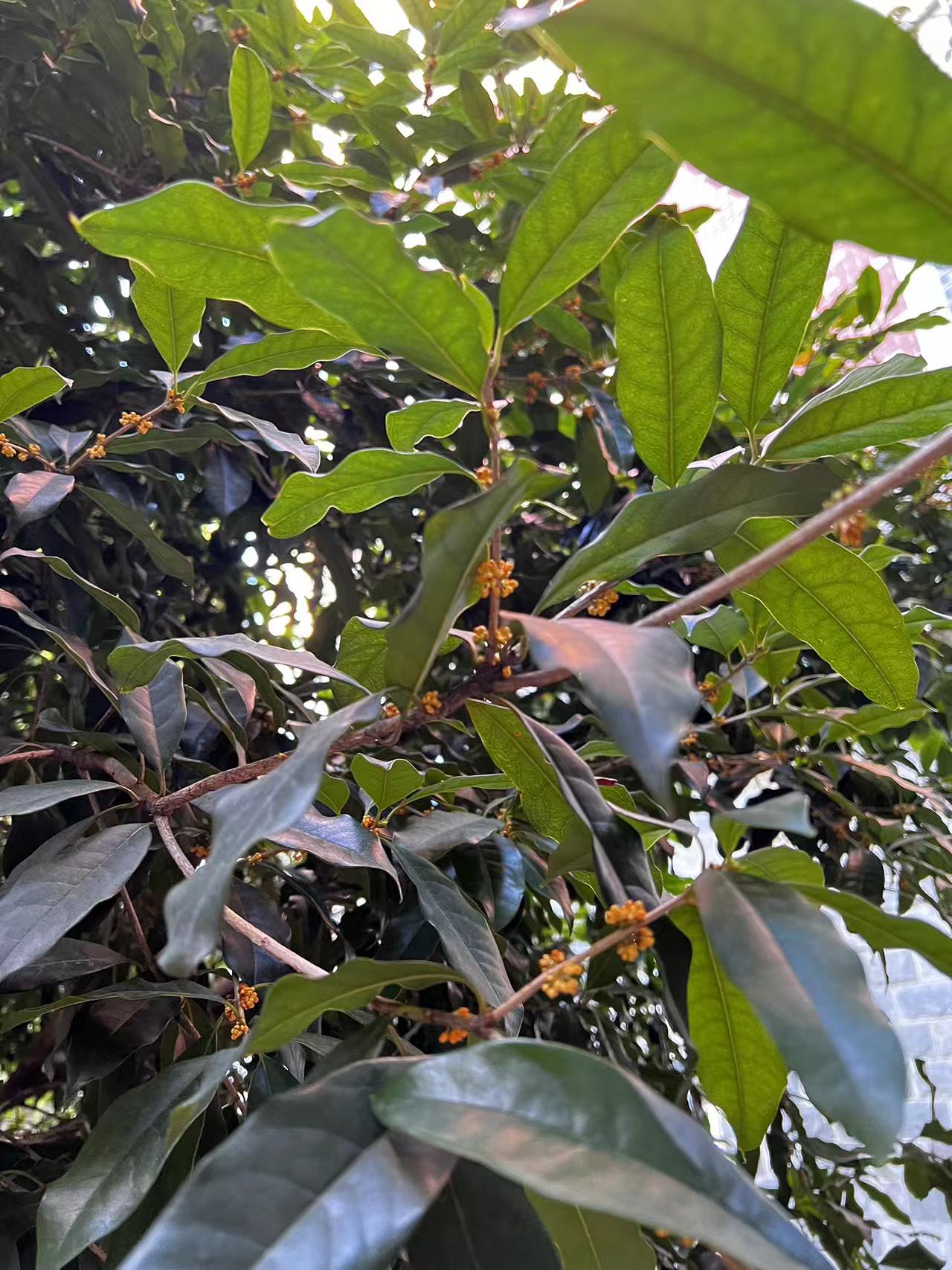 “24金桂02”将于12月31日付息