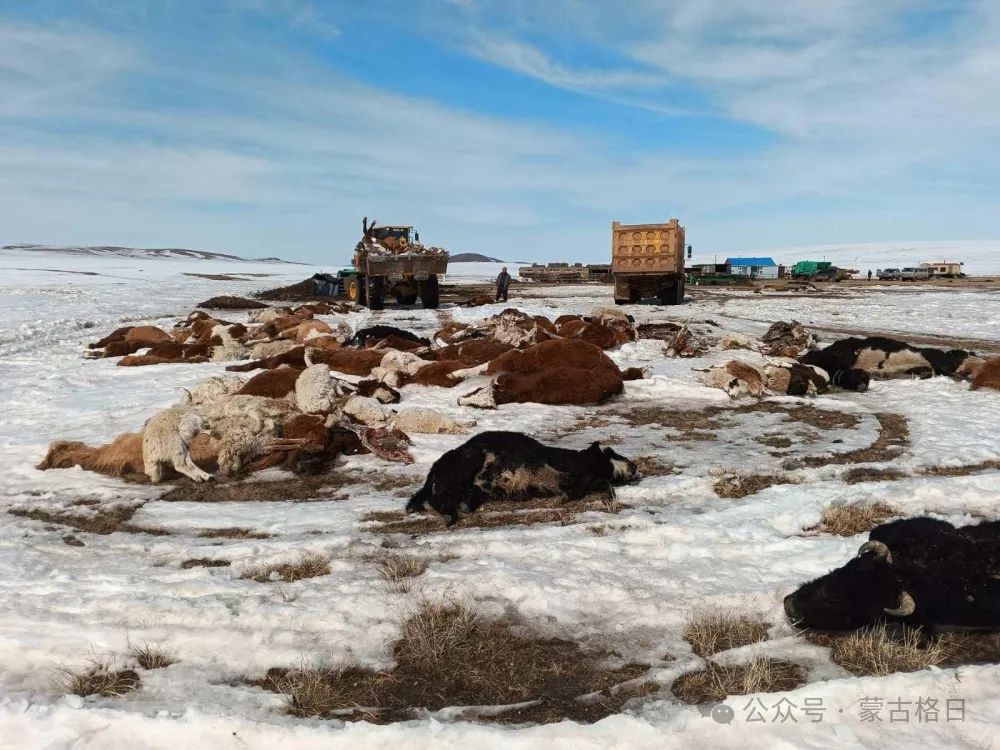 蒙古全国牲畜存栏总量达5810万头