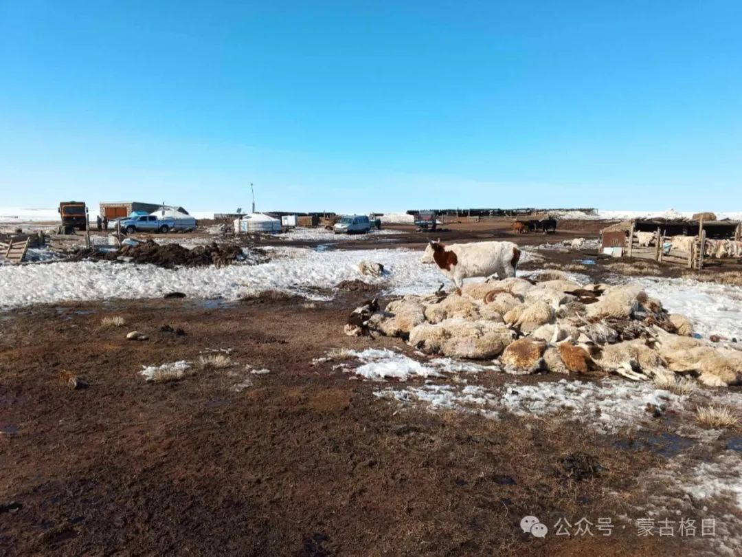 蒙古全国牲畜存栏总量达5810万头