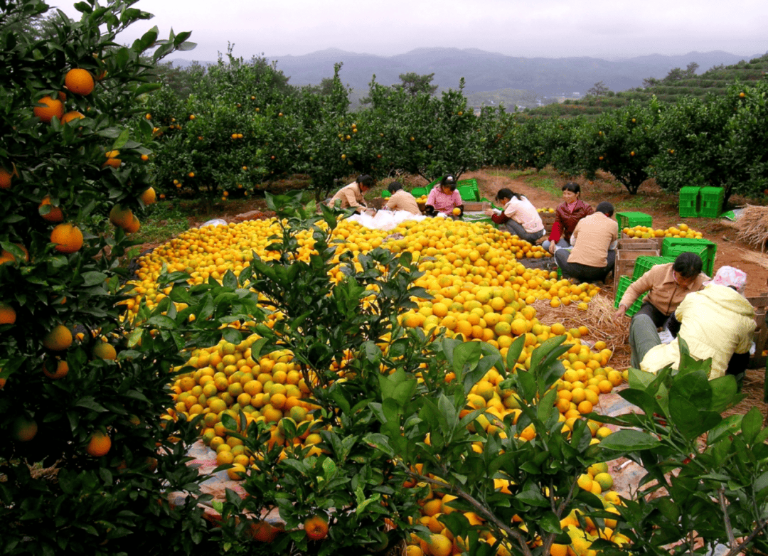 有效信披带动活跃交易 以点带面构建高成长产业债良好生态