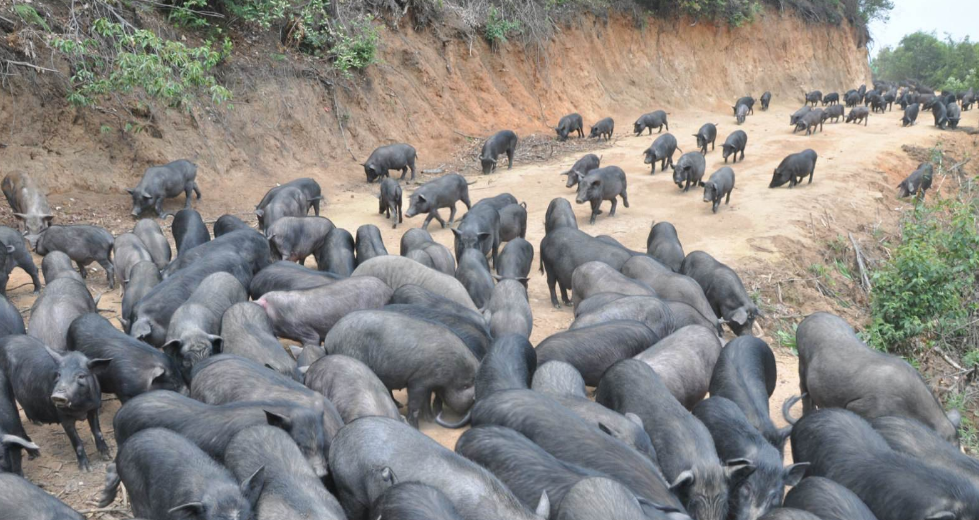 益生股份：4月底前公司的父母代鸡苗销售计划已全部订完