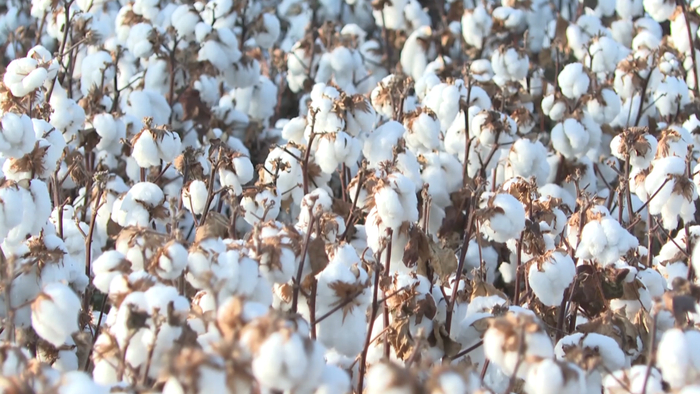 2025/26年度巴西棉花产量预计下降10%