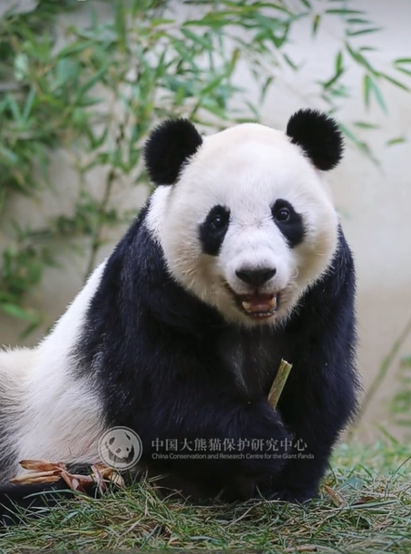 工商银行牵头主承销马来西亚2026年首笔熊猫债