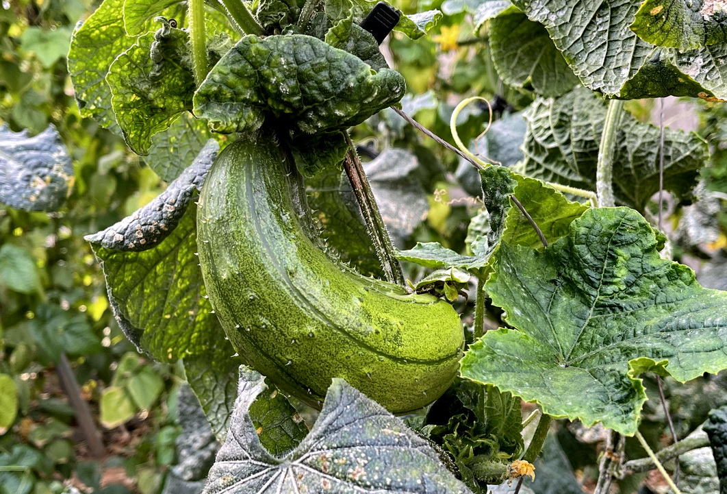 利比里亚农业部长在华推动农业投资合作，强调价值链升级与本地化加工