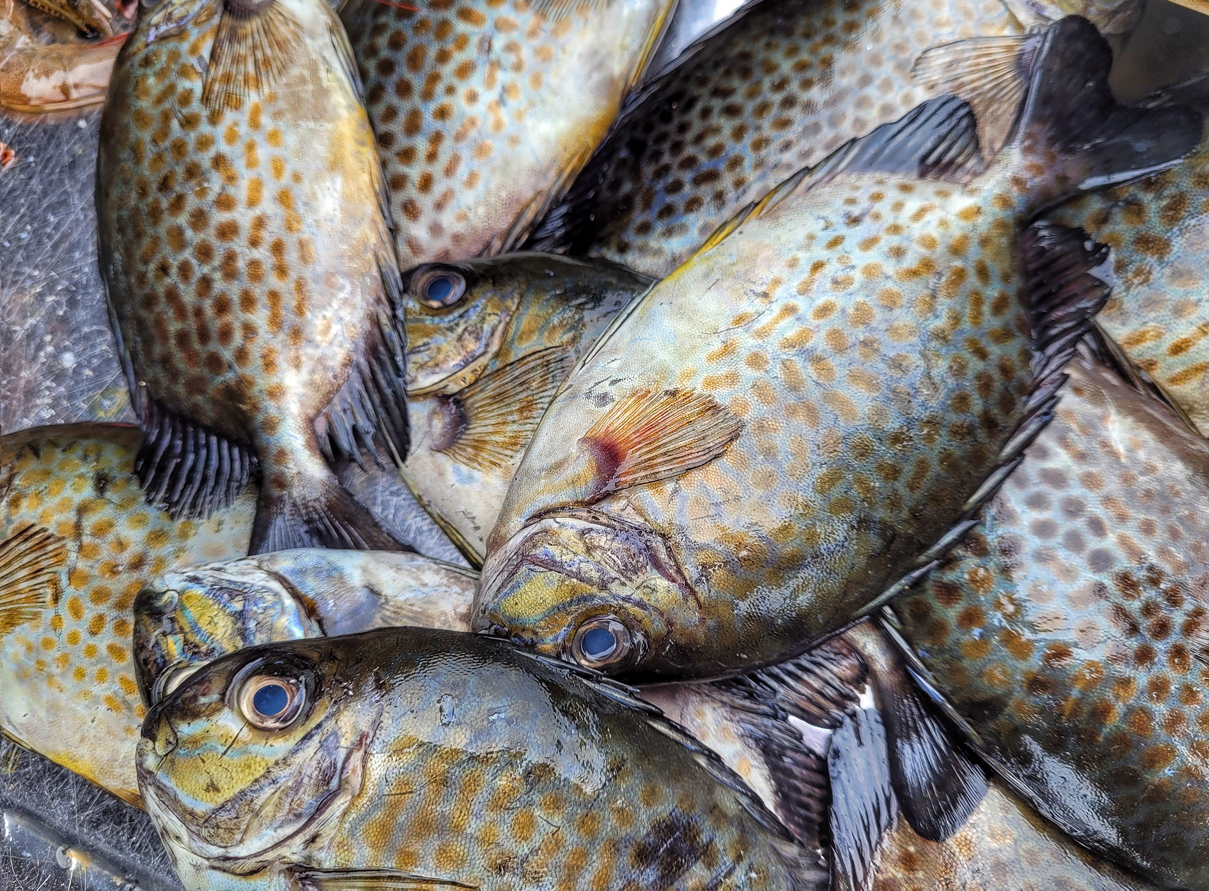 韩公布“第三个水产业及渔村发展基本规划”，到2030年水产品产量提至400万吨