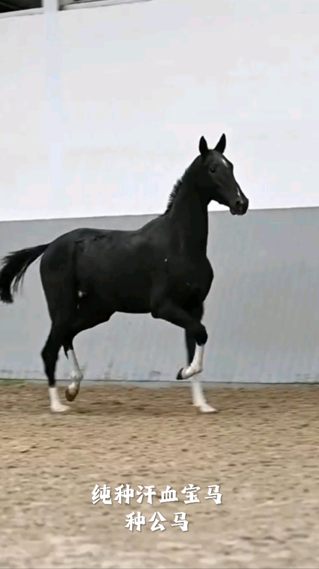 预见金马|西证创新王致贤:扬鞭奋蹄启新程,三轮驱动谱新篇