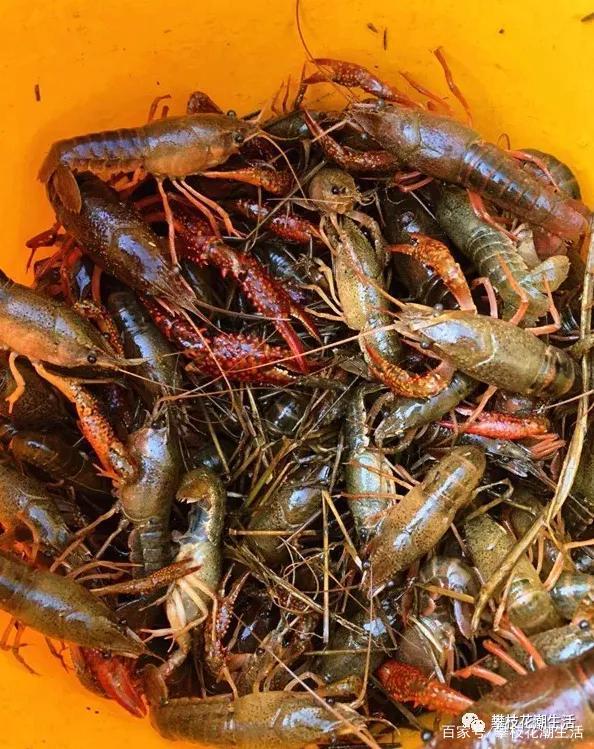 深圳龙岗发布“龙虾十条”!最高1000万元股权投资支持,速看→