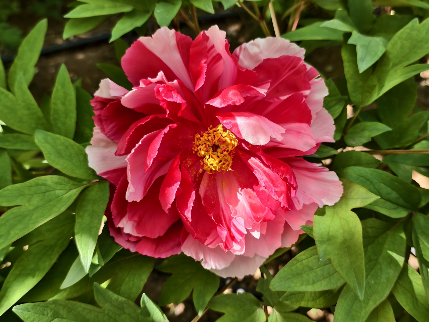 “三八”国际妇女节迎赏花游小高峰 “悦己型”消费热度持续攀升