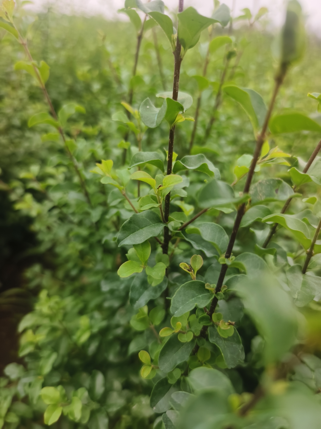 “科克萨拉”焦化厂关闭引发波黑多米诺骨牌效应