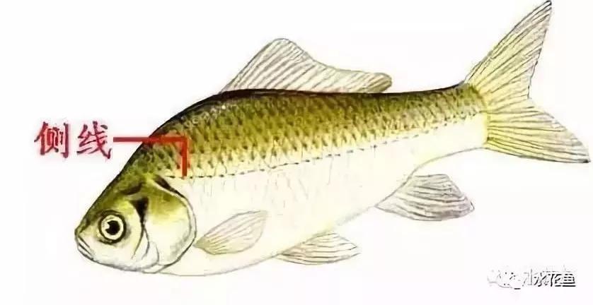 美国解除对格林纳达鱼类及鱼产品进口禁令