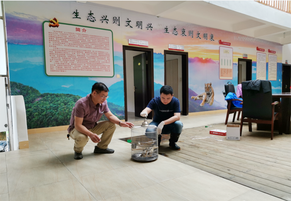 广东紫金救护3只珍稀领角鸮 已顺利放归野外